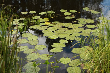 Leaves of lilies on the water. Photo swamp. Russia. Yellow lilies on the water.