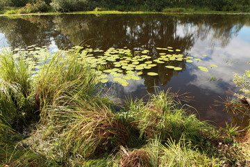 Leaves of lilies on the water. Photo swamp. Russia. Yellow lilies on the water.