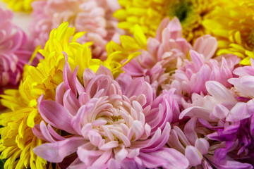 Background of the colorful chrysanthemum flowers