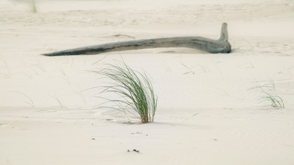 In the dunes of the Baltic see.