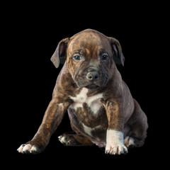 cute brown english staffordshire bull terrier puppy looking up on dark background, close-up 
