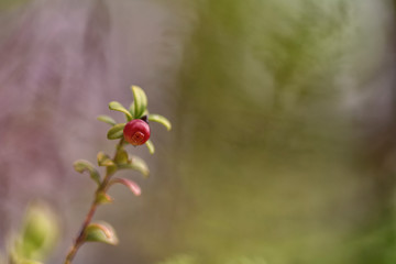 Obraz na płótnie Canvas Vaccinium vitis-idaea (lingonberry, partridgeberry or cowberry)