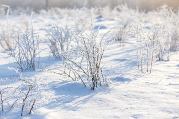 Fototapeta na wymiar full of snow field with hoarfrost bushes in cold and sunny winter day