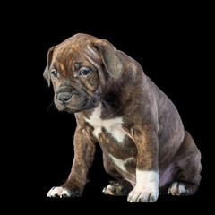 Naklejka premium cute brown english staffordshire bull terrier puppy looking up on dark background, close-up 