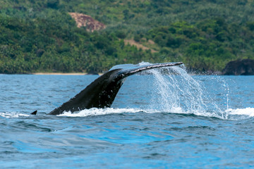 Fototapeta premium The tail of the humpback whale (Megaptera novaeangliae). Madagascar. St. Mary`s Island.