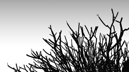 Black and white frangipani tree branches, Abstract style, Design for the background, Dead branches , Silhouette dead tree or dry tree on white background.