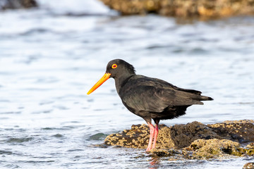 One african black oystercatcher feeding on the rocks
