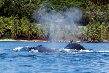 Humpback (Megaptera novaeangliae),Madagascar. St. Mary`s Island.