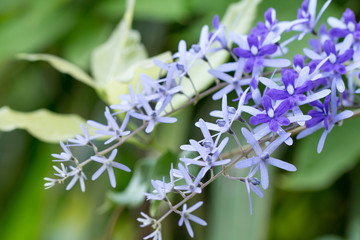 Bouquet of Petrea Flowers on the vine