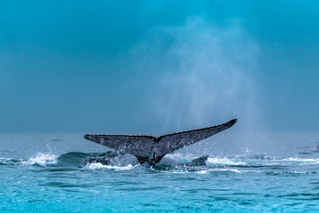 The tail of the humpback whale (Megaptera novaeangliae). Madagascar. St. Mary`s Island.