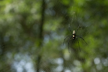  A spider on green blurred background