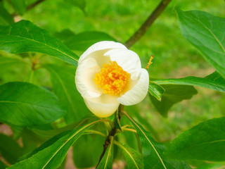 Franklin tree