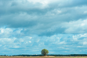 Gloomy cloudy sky over the field. Lonely tree on the horizon. Natural background