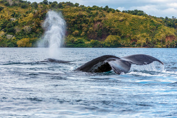 Fototapeta premium The tail of the humpback whale (Megaptera novaeangliae). Madagascar. St. Mary`s Island.