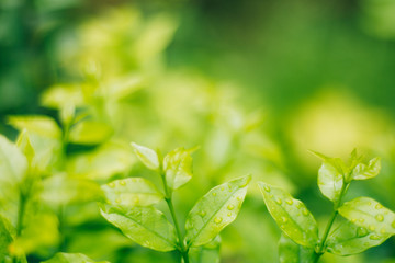 Fototapeta na wymiar Green leaves and drops