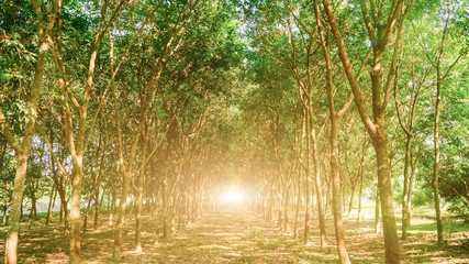 Fototapeta na wymiar Para Rubber Tree with the sun shining through the trees.