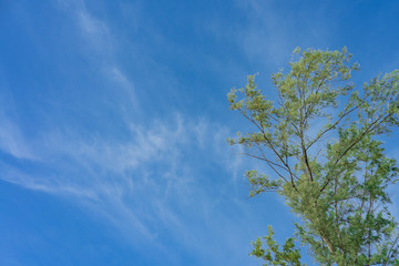 Fototapeta premium cloudy blue sky and green leaves branch tree for background and textured