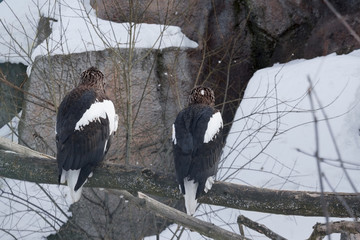 Two beautiful white-tailed eagles are sitting on a branch of a tree. Back view.