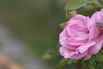 Pink roses are in full bloom
