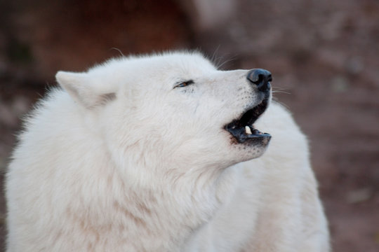 Wild alaskan tundra wolf is howling in response to other wolves. Canis lupus arctos. Polar wolf or white wolf.
