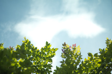 Green tropical leaves on blue sky background