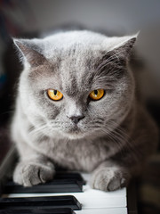 beautiful British gray cat sits on the keys of a piano, close-up portrait, large yellow eyes