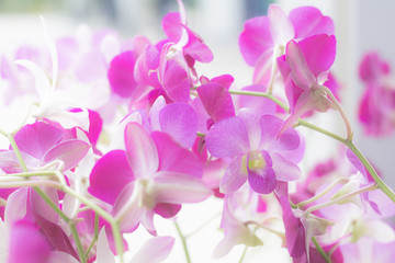 Naklejka na ściany i meble Close-up orchid flower