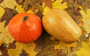 Orange and yellow pumpkins against the background of dry aitumn leaves