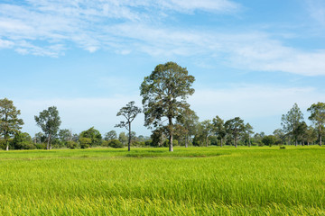 Tree on the green spring meadow and blue skies background , Agricultural cereal crop , Beautiful nature in Thailand