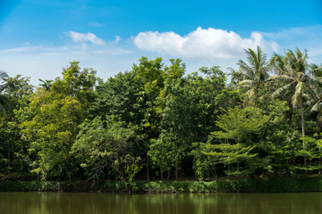 Landscape with the river and green vegetation of trees and plants .