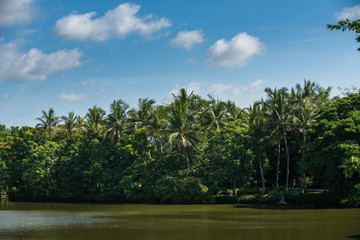 Obraz premium Landscape with the river and green vegetation of trees and plants .