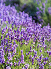 Lavender bushes closeup on sunset. Sunset gleam over purple flowers of lavender.