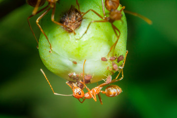 Macro ant