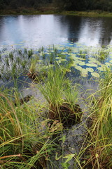 Leaves of lilies on the water. Photo swamp. Russia. Yellow lilies on the water.