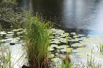 Leaves of lilies on the water. Photo swamp. Russia. Yellow lilies on the water.