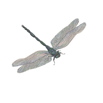 Watercolor painting a dragonfly isolated on white