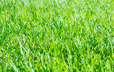 Grass on garden