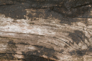 Fototapeta premium Old Wooden panel texture for background, vintage texture style