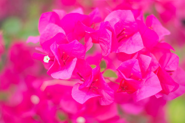 Close up flower 