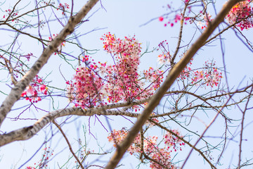 red berries on a branch