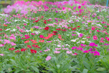 Fototapeta premium Beautiful flower in the garden
