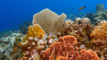 Seascape of coral reef in Caribbean Sea around Curacao at dive site Smokey's  with various coral and sponge