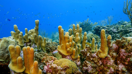 Seascape of coral reef in Caribbean Sea around Curacao at dive site Smokey's  with pillar coral and sponge