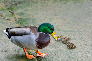 canard