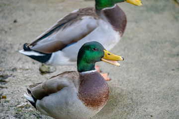 canard