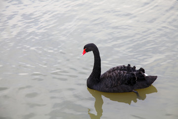 Graceful back swan on a lake. Cygnus atratus
