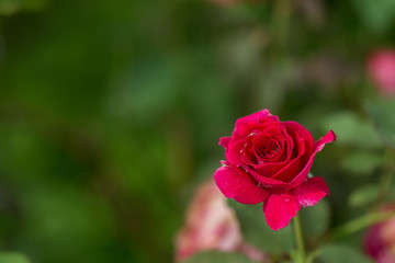 Red roses on branch