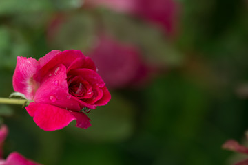 Red roses on branch