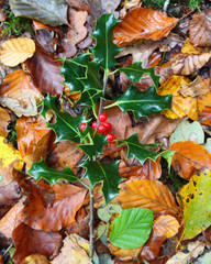 Sprig of Holly leaves and berries on fallen leaves in autumn fall