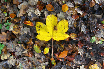 Bright yellow sycamore leaf in autumn fall on a bed of fallen leaves